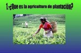 la agricultura de plantacion