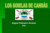Miguel - Los Gorilas de Candas