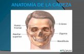 Material didactico utilizado anatomía de la cabeza