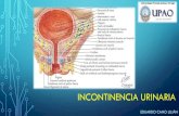 Incontinencia urinaria Fisiopatología
