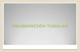 Sistema renal   reabsorción - secresion tubular