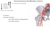 7   vascularizacion e inervacion del miembro inferior