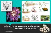 Reproducción de las plantas cultivadas