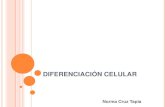 Diferenciacion celular 1º medio