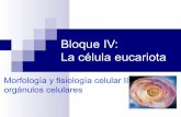 Tema 11b. La célula eucariota: morfología y fisiología celular II