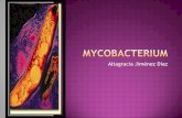 Micobacterium oky
