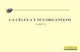 Clase 04; la celula y sus organelos