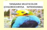Tangara multicolor   (chlorochrysa    nitidissima)