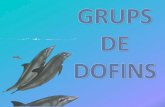 els dofins viuen en grups