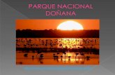 Parque Nacional  de Doñana