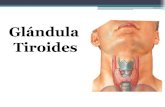 Glandulas tiroides y paratiroides