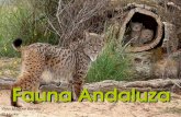 Fauna Andaluza