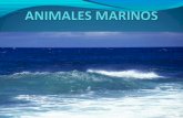 Animales marinos terminado