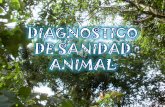 Diagnostico de Sanidad Animal Deysi Murillo