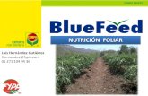 Fertilización Foliar-BlueFeed Papaya