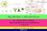 Neurona y neuroglia