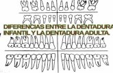 Diferencias entre la dentadura infantil y la dentadura