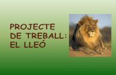 PROJRCTE DE TREBALL: EL LLEÓ