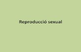 Reproducci³ sexual