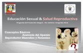 Conceptos básico & Aparato Reproductor Masculino y Femenino