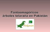 Arboles telaraña en pakistan