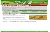 Agrotestigo-Maiz DEKALB-Campaña 1213-Informe Pre-cosecha Nº46