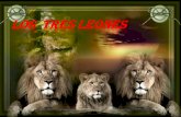 Los  tres leones
