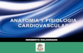 Anatomía y fisiología cardiovascular en pediatría