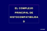 Complejo Principal de Histocompatibilidad por A Escobar
