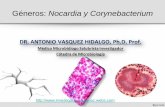 Géneros nocardia y corynebacterium