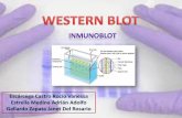 P1.e5.western blot (inmunoblot)
