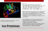 Las proteinas y su metabolismo