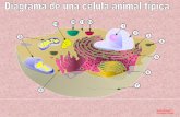 Diagrama De Una Celula Animal Tipica