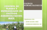 Maiz. cultivo agroecologico