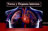 Torax y órganos internos.