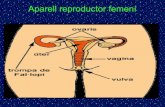 Aparell reproductor femení