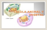 12. celula animal y vegetal