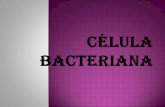 Celula bacteriana