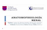 Anatomofisiología renal