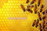 apicultura: Nosemiasis