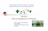 Modulo 22 micropropagacion de plantas pdf