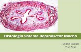 Histología sistema reproductor macho aut