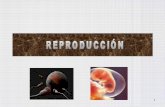 Biologia sistema reproductor blog 2014