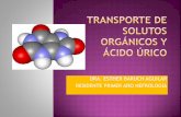 Transporte de solutos orgánicos y ácido úrico