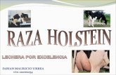 Raza Holstein