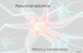 Tp01 neuroanatomía 2012 musicoterapia UBA
