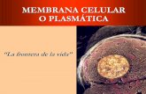 Menbrana celular