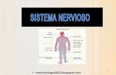 Biologia sistema nervioso  blog 2014