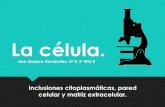 Exposición - La célula: inclusiones citoplasmáticas, pared celular y matriz extracelular; Ana Guijarro Hernández
