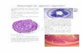 07   histología de  aparato digestivo